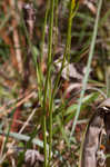 Pineland rayless goldenrod